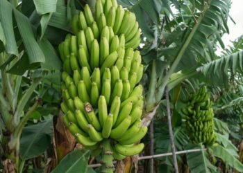 केळीच्या बागेत चिंतेत असलेला शेतकरी आणि थांबलेली तोडणी